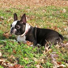 Boston Terrier, Boxer, and French Bulldog Puppies from Azaleas Euro Boxers & Boston Terriers