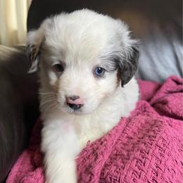 Blue Merle male - Blue merle male Miniature Australian Shepherd puppy in Taunton, Massachusetts from Checkered Flag Champions Mini Aussies