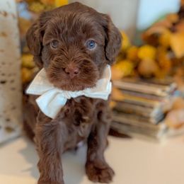 Mike Teavee - Chocolate male Goldendoodle puppy in Gilbert, Arizona from Sunny Doodles