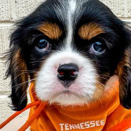 Bernedoodles, Bernese Mountain Dogs, Cavalier King Charles Spaniels, and Goldendoodles from Adventure Doodles Of East TN