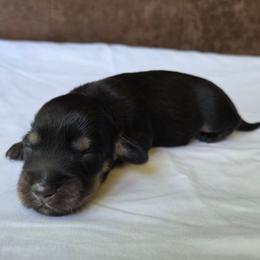 Rip - Black and cream male Dachshund puppy in Eldon, Missouri from Pure Joy Dachshunds