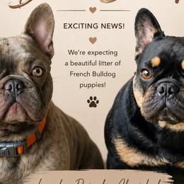 Chihuahuas and French Bulldogs from Hart's Chihuahuas