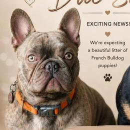 Chihuahuas and French Bulldogs from Hart's Chihuahuas