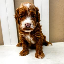 Happy - Red  male Goldendoodle puppy in Peoria, Arizona from Cactus Doods