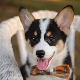 Vincent (Vince) - Black and tan male Pembroke Welsh Corgi puppy in Benton, Arkansas from High Cotton Corgis