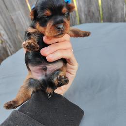 Mr. Blue - Black and gold male Yorkshire Terrier puppy in Woodway, Texas from The Yorkie Empire