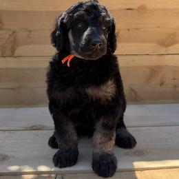 Maitake - Phantom male Poodle puppy in Arroyo Grande, California from Ever So Clever Poodles
