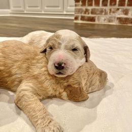 Goldendoodle Puppies from Magnolia Doodles of Southern Miss