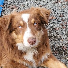 Jazz - Australian Shepherd