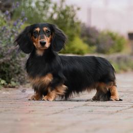 Brewski - Dachshund