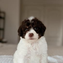 Graham - Brown and white male Bernedoodle puppy in Maricopa, Arizona from Desert Ridge Doodles