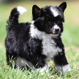 Chinese Crested and Poodle Puppies from Sommer Standards & Chinese Cresteds