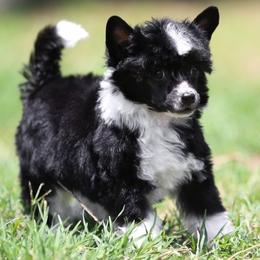 Chinese Crested and Poodle Puppies from Sommer Standards & Chinese Cresteds