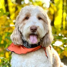 Goldendoodles from Adirondack Goldendoodles