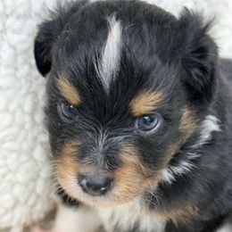 Chief - Black tri male Toy Australian Shepherd puppy in Arrington, Tennessee from Tumblin T Aussies and Aussiedoodles