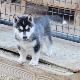 Blackjack - Black and white Siberian Husky puppy in Sun Valley, Nevada from Arcticgrace Siberians