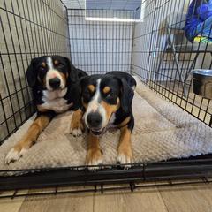 Entlebucher Mountain Dog puppies from QH Entlebucher Kennel