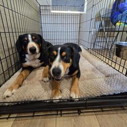 Entlebucher Mountain Dog puppies from QH Entlebucher Kennel