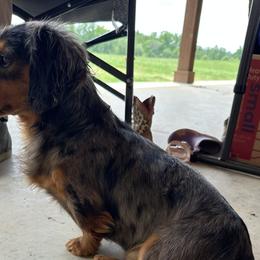 Remi - Dachshund