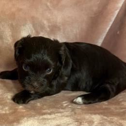 Hershey - Chocolate female Havanese puppy in Maryville, Missouri from Dreamworks Havanese