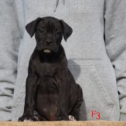 F3 - Black brindle female Cane Corso puppy in Chisago City, Minnesota from Twin Cities Cane Corso