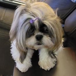 Shih Tzu All Grown Up from ShihTzuCt