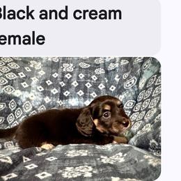 Female 1 - Black and cream female Dachshund puppy in Snow Camp, North Carolina from V's Southern Angels