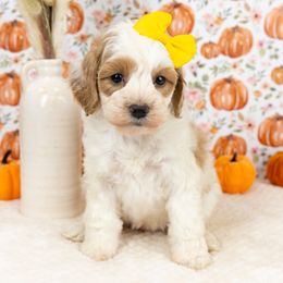 Cockapoo Puppies from Firm Foundation Cockapoos