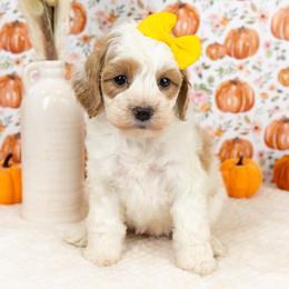 Cockapoo Puppies from Firm Foundation Cockapoos