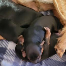 Yorkshire Terriers from Beach terriers