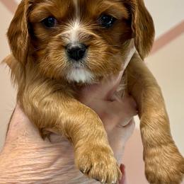 Gordie - Ruby male Cavalier King Charles Spaniel puppy in Lambertville, Michigan from Dream Dog LLC