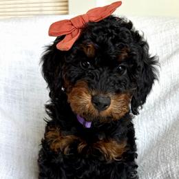 Sally - Phantom female Goldendoodle puppy in South Jordan, Utah from Daybreak Doodles