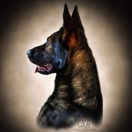 Cira - German Shepherd