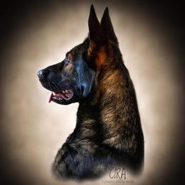 Cira - German Shepherd