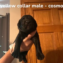 Boy 2 - Black male Labrador Retriever puppy in Sparta, Wisconsin from Valley Creek Dog Boarding and Training