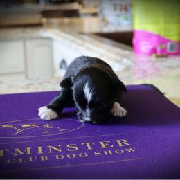 Girl 1 - female Havanese puppy in Hamptonville, North Carolina from Alabama Havanese Kennel