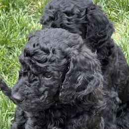 Goldendoodle Puppies from Bridger Peak Doodles