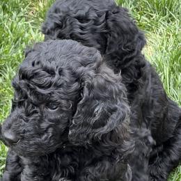 Goldendoodle Puppies from Bridger Peak Doodles
