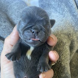 Blue boy - Silver male Pug puppy in Ridgefield, Washington from Cupid’s Pugs