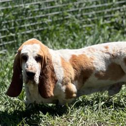 Basset Hounds and Bloodhounds from Sandhill Hounds of Nebraska