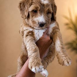 Madison - Red female Bernedoodle puppy in Woodland, Georgia from Bethel Doodle Ranch