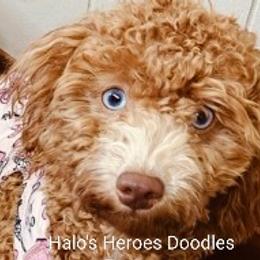 Myah - Poodle