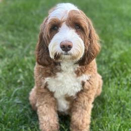 Zara - Australian Labradoodle