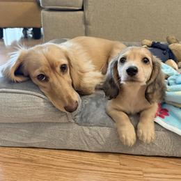 Dachshund Puppies from Long_and_Low_Dachshunds