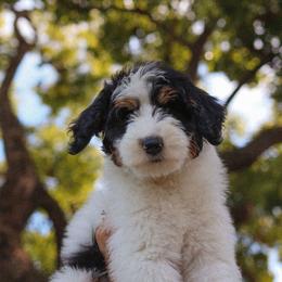 Laura - Tri-color female Bernedoodle puppy in Yuba City, California from Ranch House Doodles