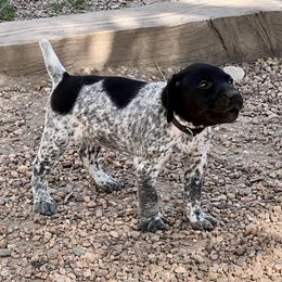 German Shorthaired Pointer and Russell Terrier Puppies from Charnobragan Acres