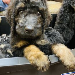 Bernedoodle Puppies from Doodles of Tampa Bay