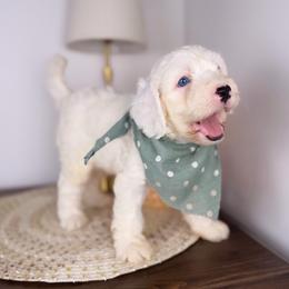 Hashbrown BLUE EYES - Yellow and white male Bernedoodle puppy in Sweetwater, Florida from Sandy Snout Doodles