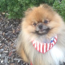 Pomeranians from Serena's Poms