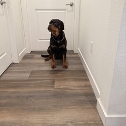 Staci - Black and mahogany female Rottweiler puppy in Denver, Colorado from Denver Rottweilers